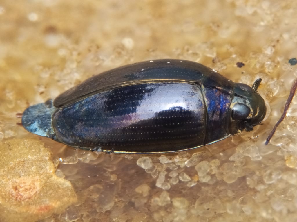 Gyrinus substriatus Stephens, 1828